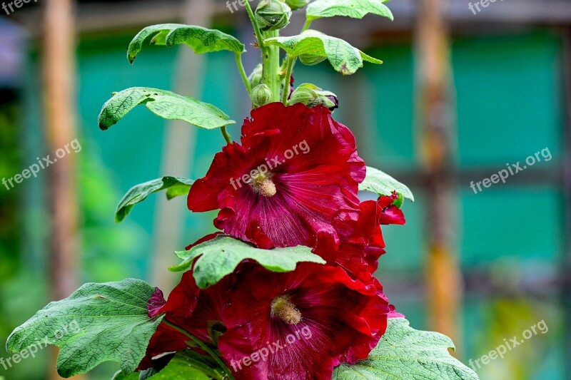 Stock Rose Red Mallow Stock Rose Garden Flora