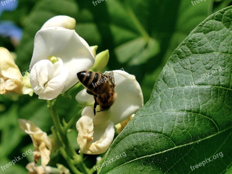 Magnolia Spring Flowering Bud Bee