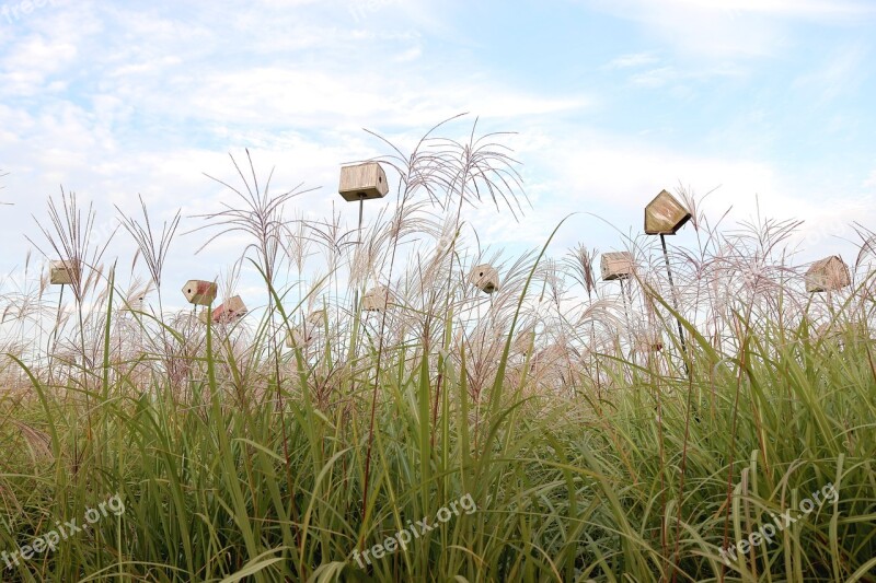 Sky Park Silver Pool Reed Autumn Park