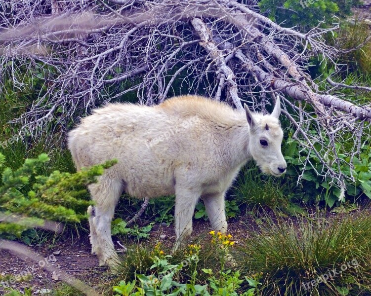 Lamb Mountain Goat Alpine Forest Goat Horns