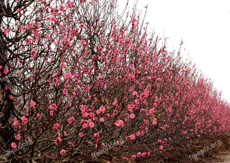 Peach Flowers Hanoi Flowers Spring Time Free Photos