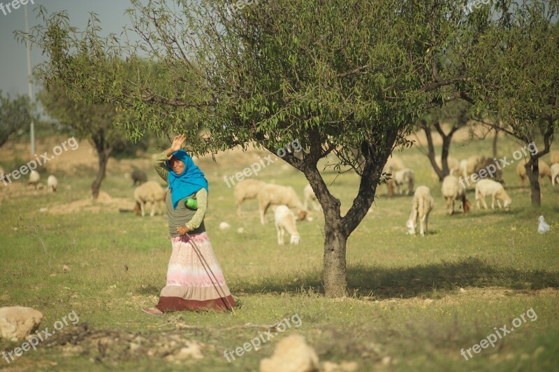 Tunisia Pasture Sheep Shepherd Woman