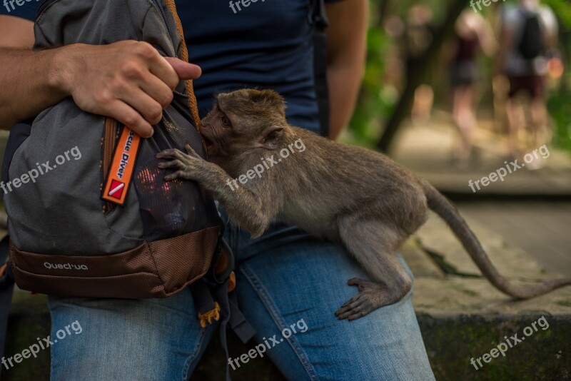 Indonesia Bali Park Reserve Monkey