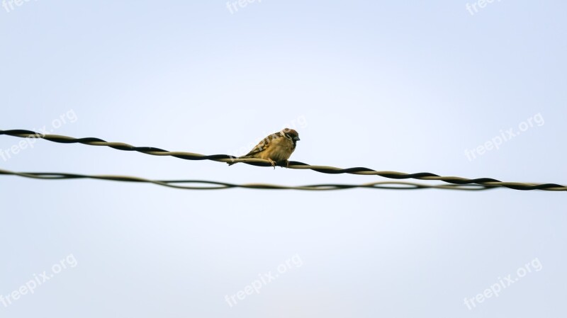 Sparrow Sank Beans Sharing Bird