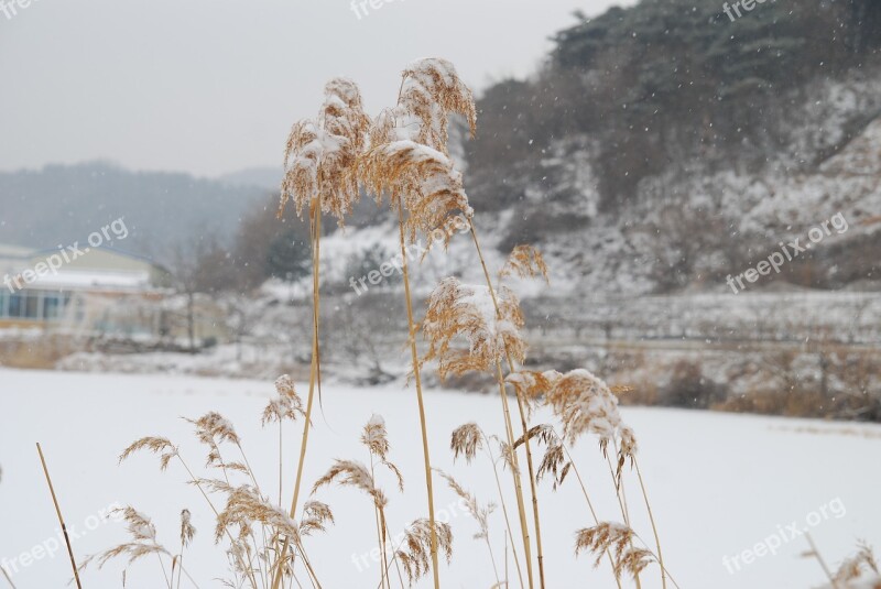 Republic Of Korea Winter Country Snow Korea