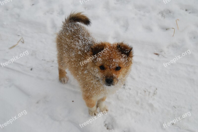 Puppy Winter Snow Dog Animal