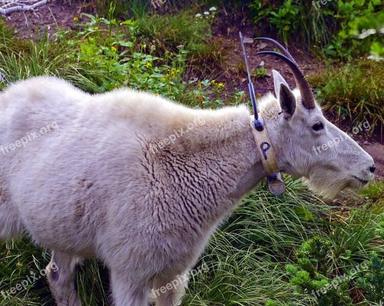 Radio Tagged Mountain Goat Alpine Nanny Forest Goat