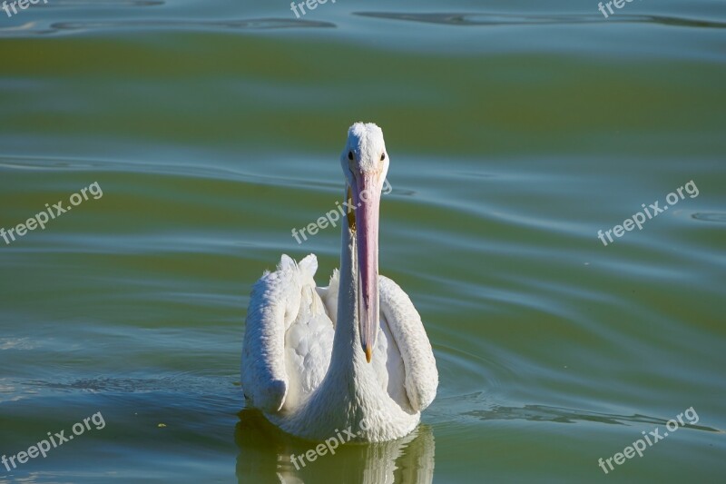 Pelican Chapala Lake Jalisco Landscape