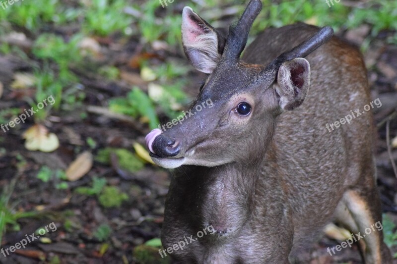 Deer Sambar Deer Sambar Borneo Antlers