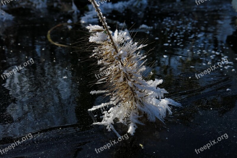 Frozen Lamp Cleaning Er Grass Eiskristalle Winter Nature