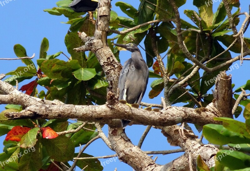 Bird Wader Western Reef Heron Egretta Gularis Western Reef Egret