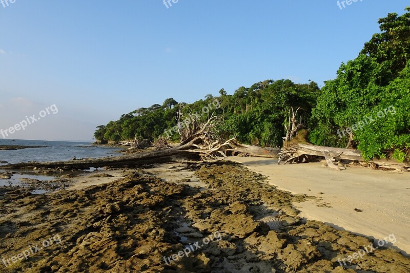 Beach Sea Wandoor Foliage Vegetation