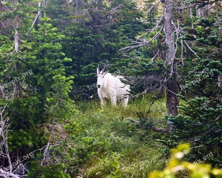 Mountain Goat Alpine Forest Goat Horns