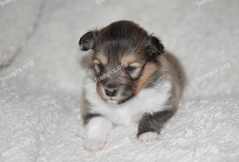 Puppy Puppy Shetland Sheepdog Puppy Sitting Dog Pup