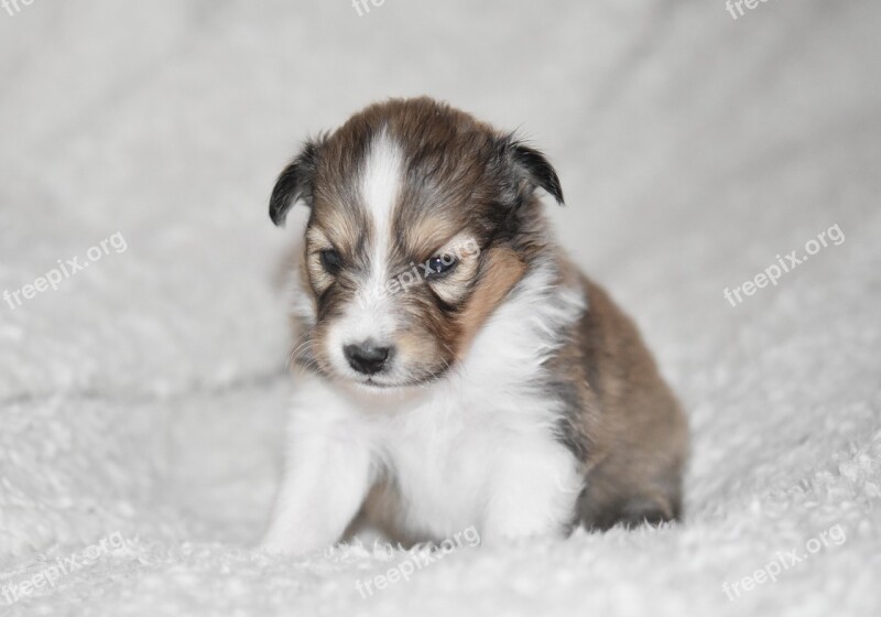 Puppy Puppy Shetland Sheepdog Puppy Sitting Dog Pup