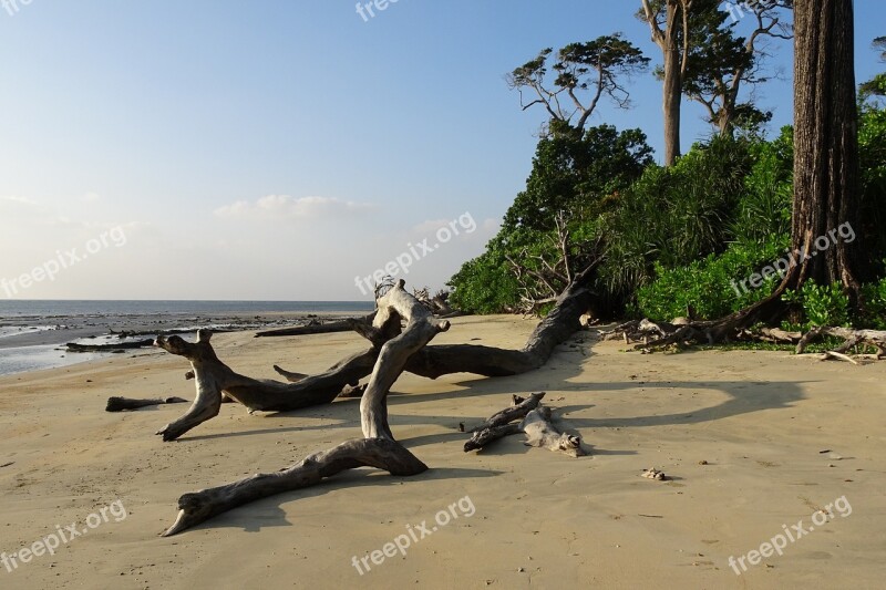 Beach Sea Wandoor Log Tree