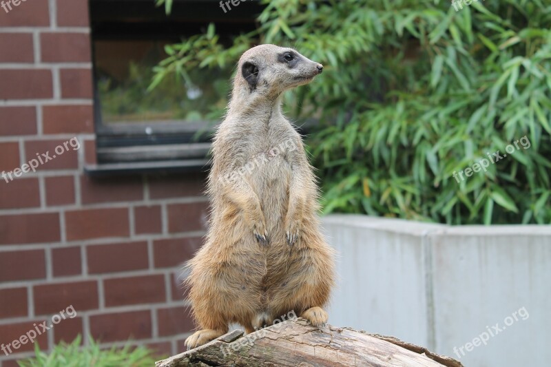 Meerkat Animal Vigilant Small Cute