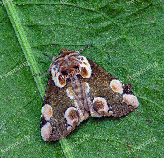 Moth Peach-blossom Pattern Bright Symmetrical