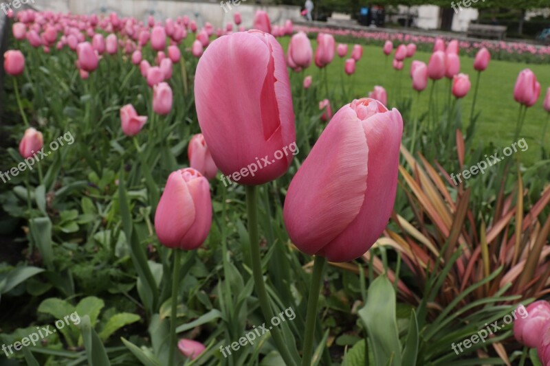 Flowers Prato Nature Bloom Grass