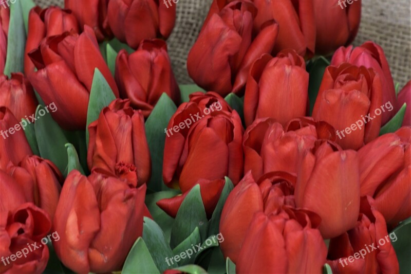 Tulips Red Flowers Spring Tulip