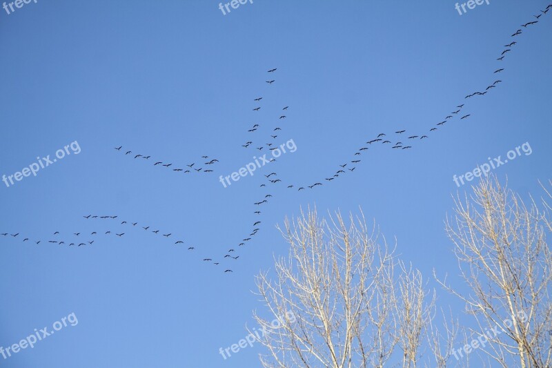 Key Birds Spring Arrived Sky