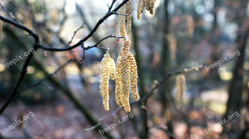 Branch Hazel Winter Morning Cold