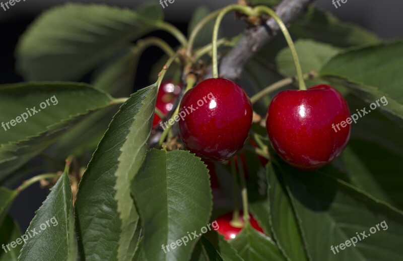 Cherries Fruits Red Fruit Summer