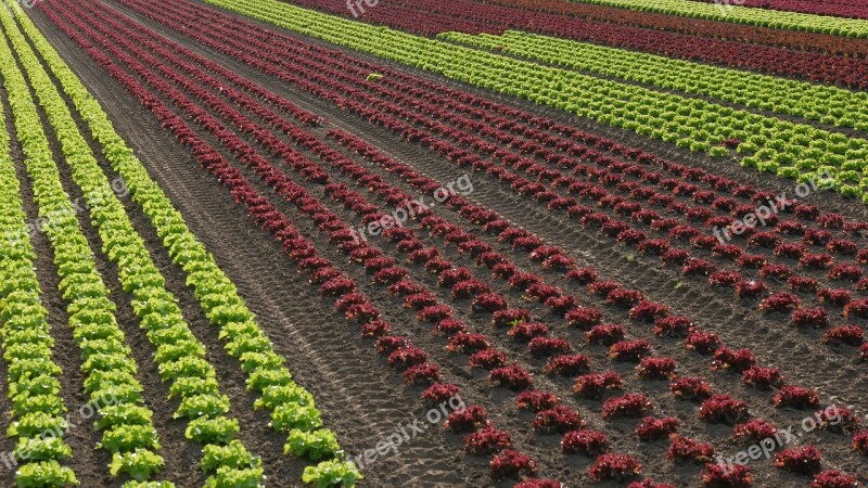 Salad Horticulture Glyphosate Graphically Lettuce