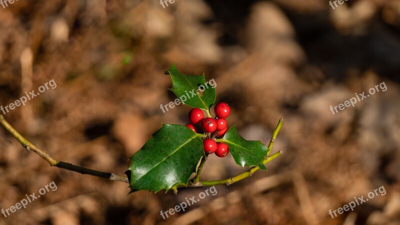 Holly Evergreen Green Berries Tree