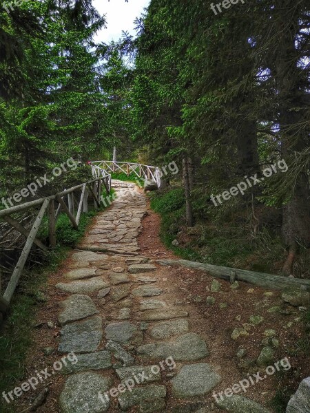 Green Nature The Silence The Path Forest