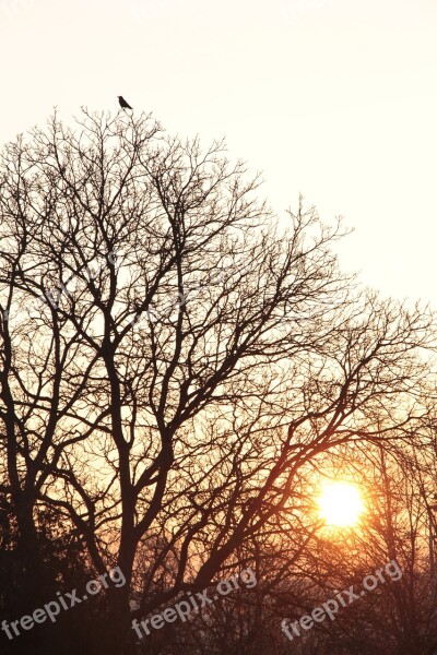 Morning Light Sunrise Winter Tree Bird