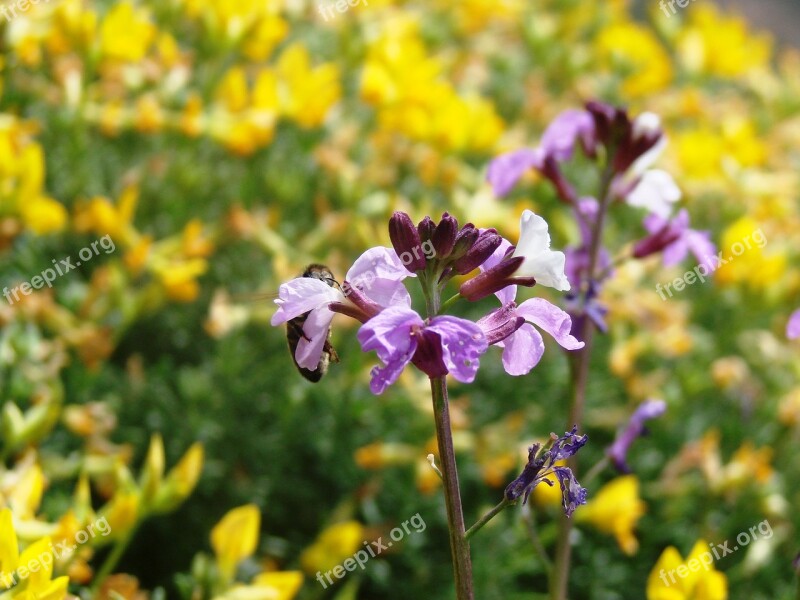 Flower Flowers Plant Plants Blossom Bloom Plant