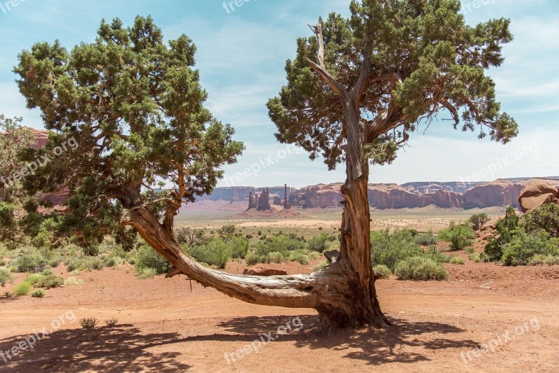 Monument Valley Tree Landscape Nature Utah