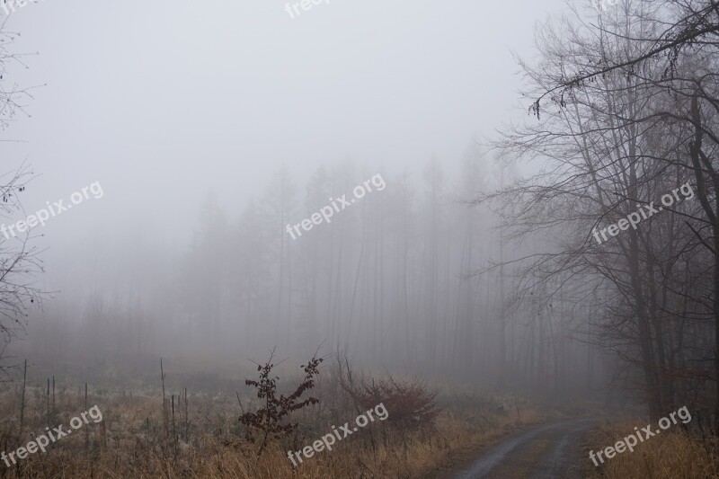 Fog Forest Trees Mysterious Autumn