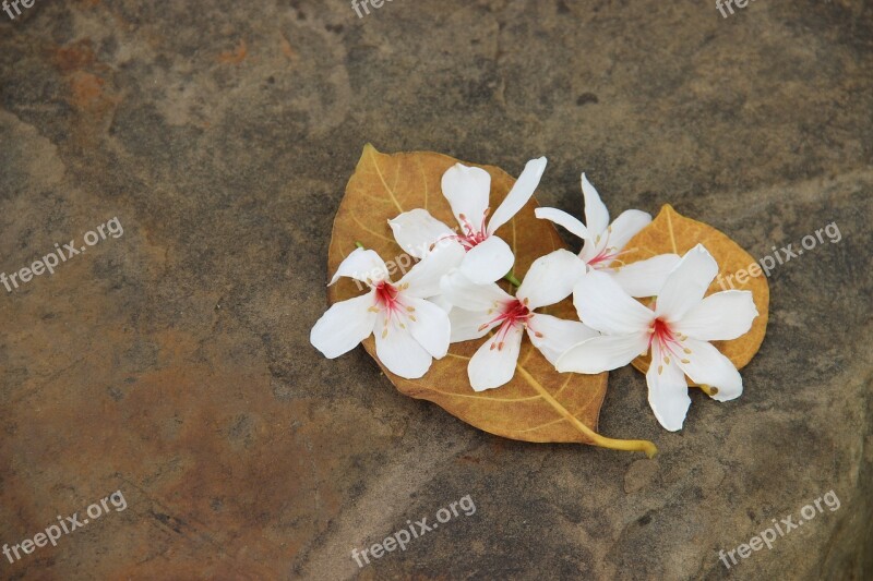 Wu Yuexue Tung Flowers White Flower Aegiceras Free Photos