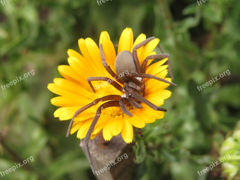 Macro Insect Arachnid Armenia Free Photos