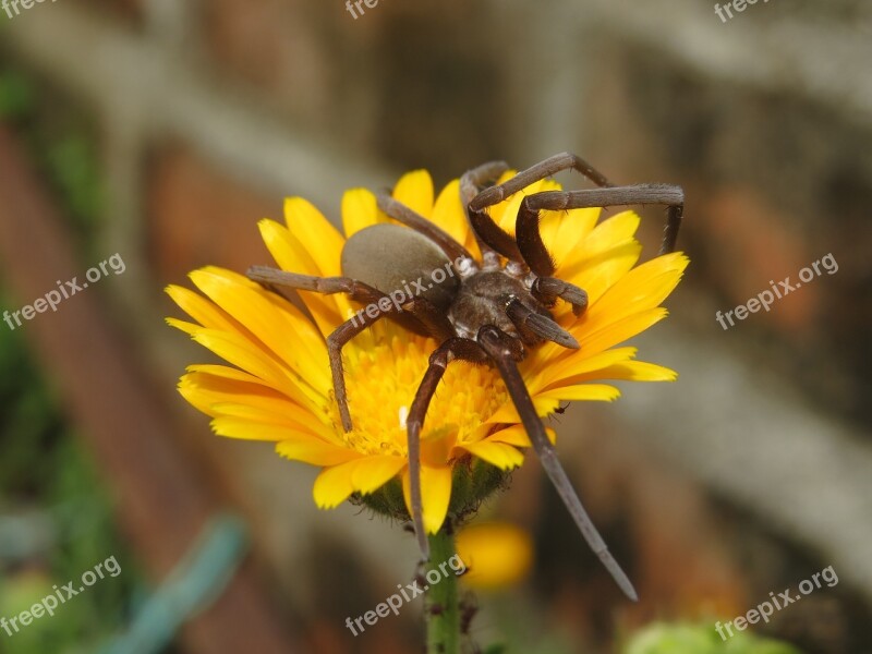 Nature Insect Spider Armenia Free Photos