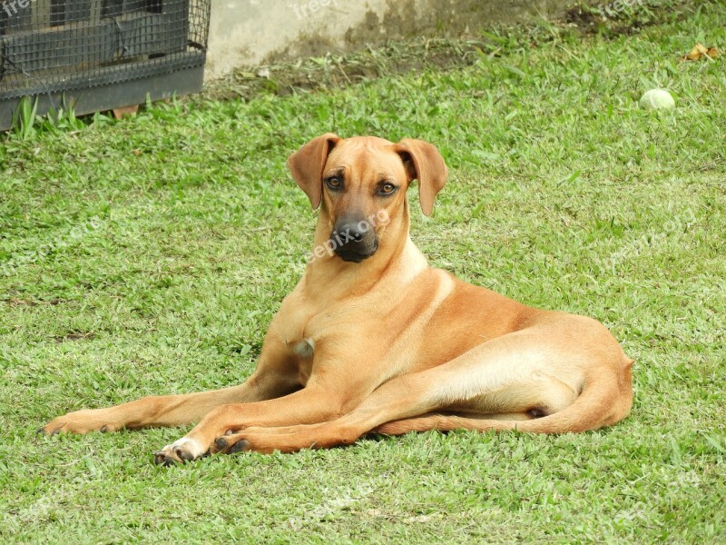 Dog Black And White Pet Armenia Free Photos