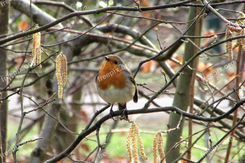 Robin Branch Hazel Forest Little Bird