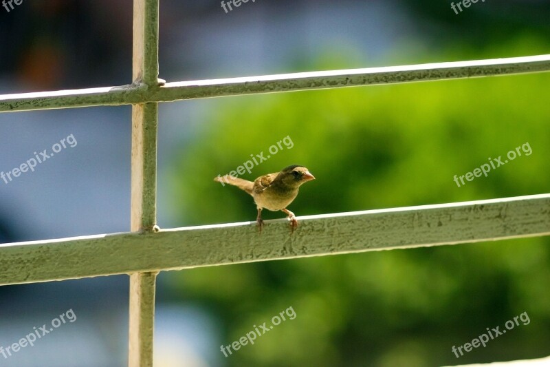 Little Bird Curious Standing Guardrail Veranda