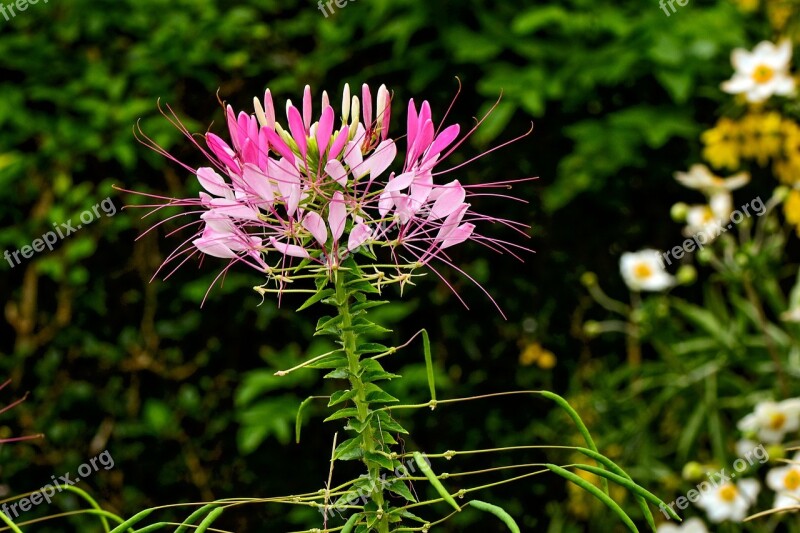 Spider Flower Cleome Nature Plant Garden