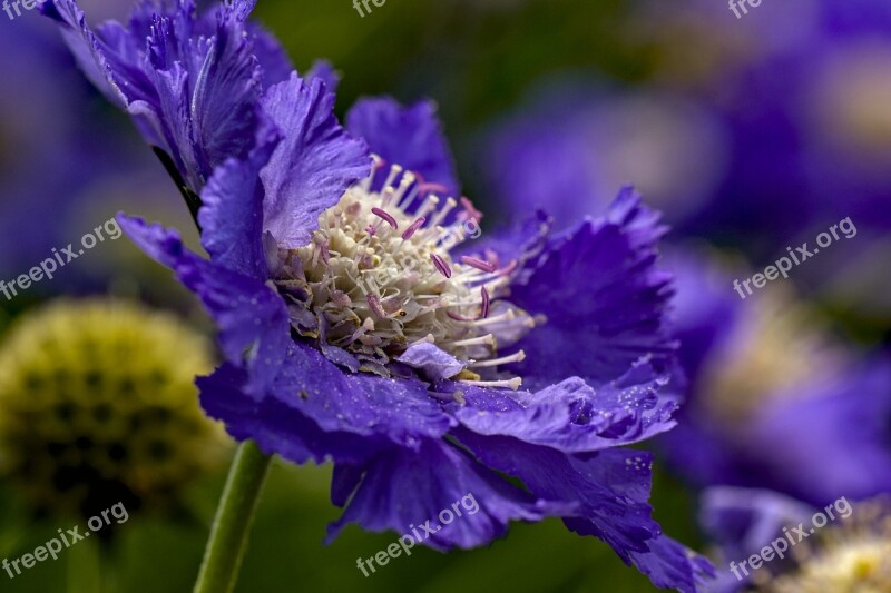 Scabiosa Dipsacaceae Flower Blossom Bloom