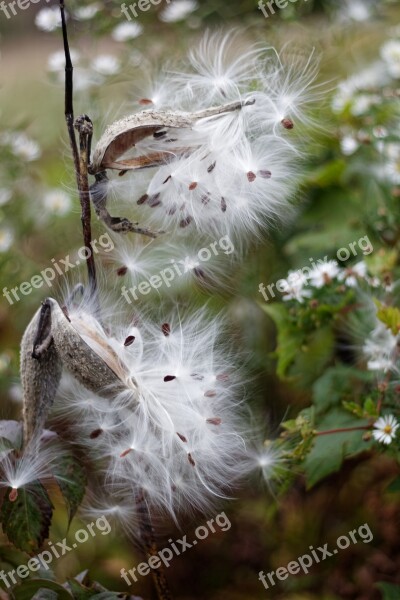 Milkweed Seeds Plants Pod Free Photos