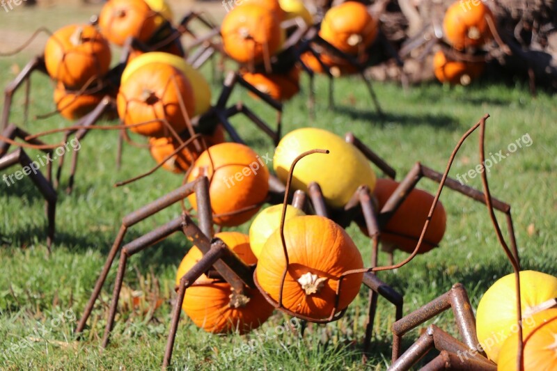 Ant Autumn Pumpkin Pumpkins Exhibition