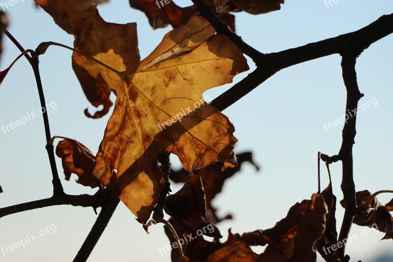 Autumn Leaf Leaves Nature Branches