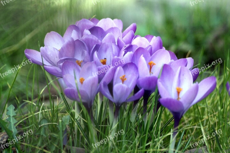 Crocus Flowers An Interesting Perspective Meadow Green