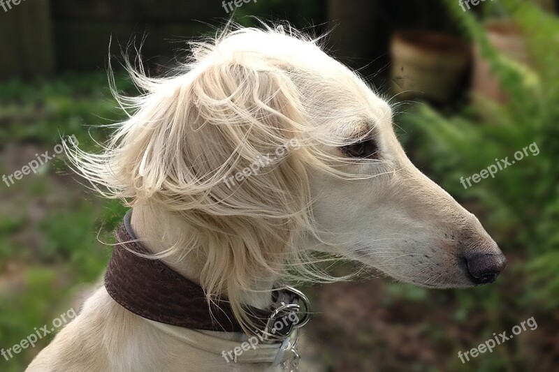 Saluki Persian Greyhound Dog Pet Portrait