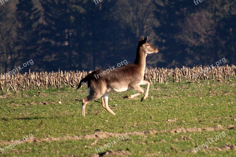 Fallow Deer Jump Arable Forest Animal Movement