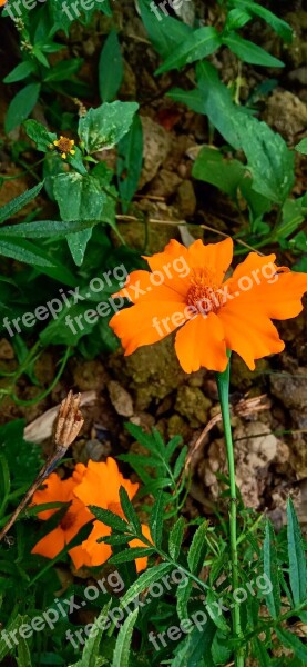 Marigold Natural Flower Nature Rose Free Photos