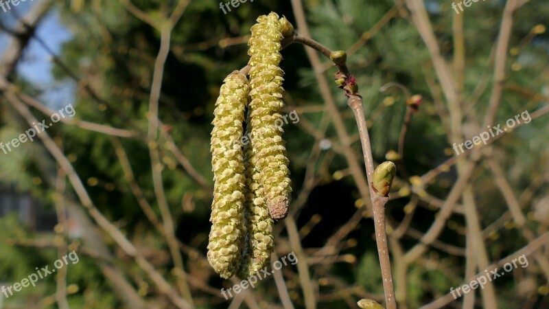 Hazel Hazelnut Bud Hazel Spring Free Photos